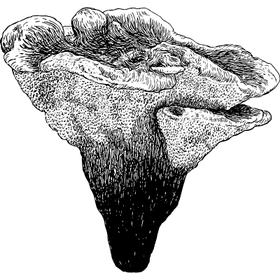 Dye mushroom: Hydnellum regium (null)