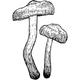 Dye mushroom: Cortinarius uliginosus (Marsh Web-cap)