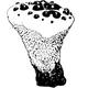 Dye mushroom: Hydnellum peckii (Bleeding Tooth)