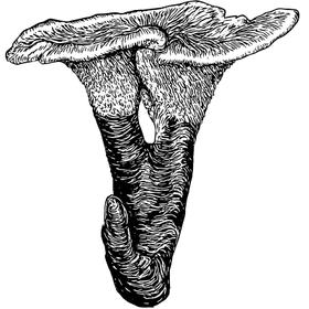 Dye mushroom: Phellodon atratus (null)