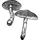 Dye mushroom: Cortinarius sanguineus (Blood Red Web-cap)