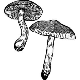 Dye mushroom: Cortinarius sanguineus (Blood Red Web-cap)