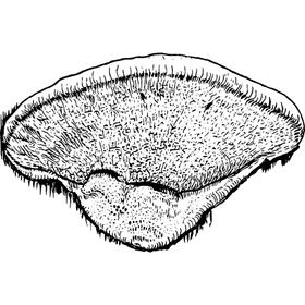 Dye mushroom: Hapalopilus nidulans (Cinnamon Bracket)