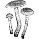 Dye mushroom: Cortinarius subcroceofolius (Cinnamon Cort)