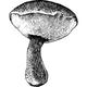 Dye mushroom: Xerocomellus zelleri (Zeller's bolete)