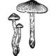 Dye mushroom: Cortinarius ominosus (Surprise Web-cap)
