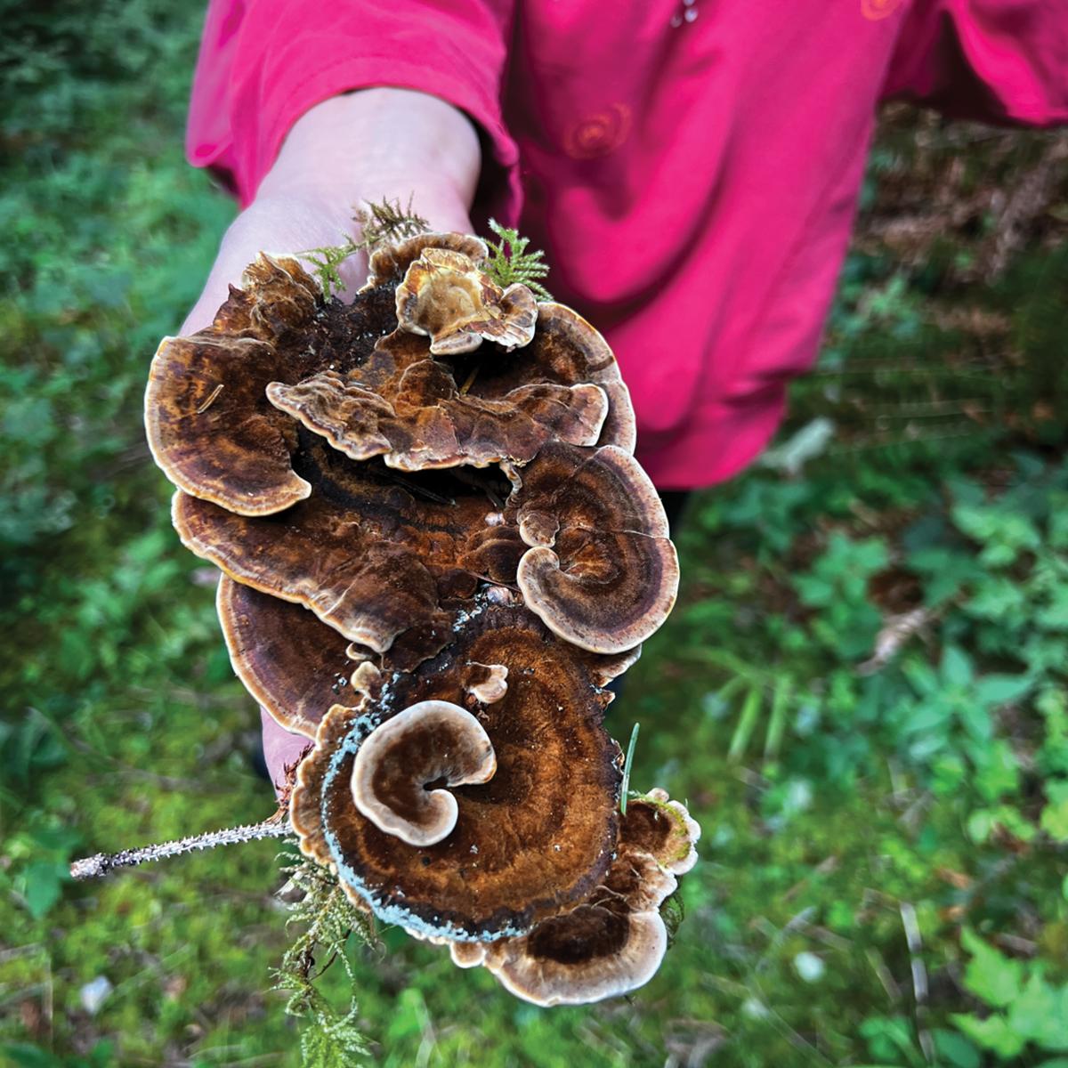 Foray on private land at Sitka Center for Art &amp; Ecology.