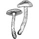 Dye mushroom: Cortinarius neosanguines (Western Blood Red Cort)
