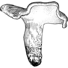 Dye mushroom: Boletopsis grisea (Gray False Bolete, Kurotake)