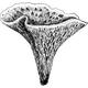 Dye mushroom: Turbinellus floccosus (Wooly Chanterelle)