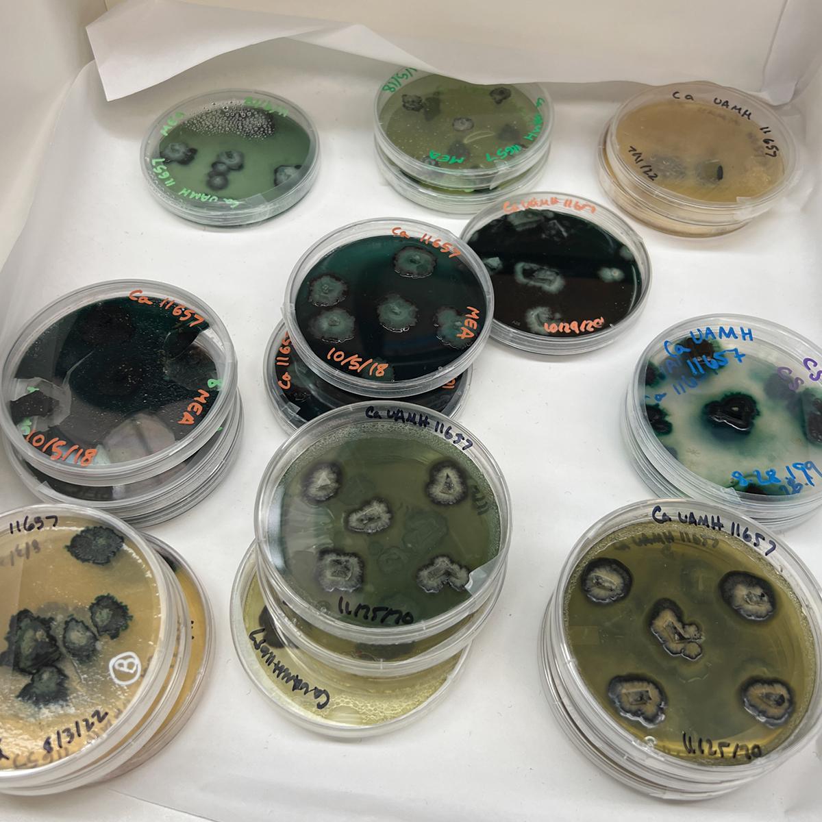 Spalting fungi growing in the Applied Mycology Lab at Oregon State University.